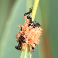 Anonychomyrma sp. (genus) at Dawson Street Gardens - 29 Feb 2024 09:05 AM