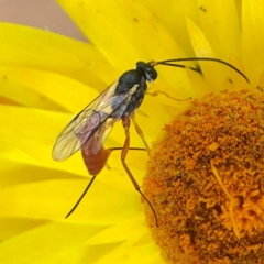 Ichneumonoidea (Superfamily) at Dawson Street Gardens - 29 Feb 2024