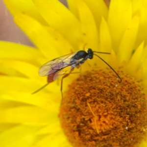 Ichneumonoidea (Superfamily) at Dawson Street Gardens - 29 Feb 2024