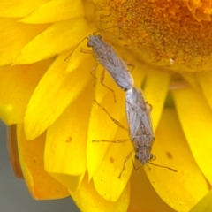 Miridae (family) (Unidentified plant bug) at Dawson Street Gardens - 28 Feb 2024 by Hejor1