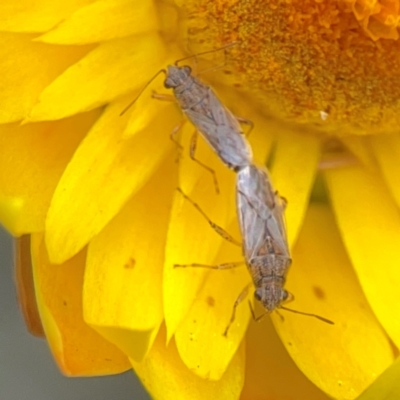 Miridae (family) (Unidentified plant bug) at Dawson Street Gardens - 28 Feb 2024 by Hejor1