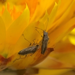 Miridae (family) (Unidentified plant bug) at Dawson Street Gardens - 29 Feb 2024 by Hejor1