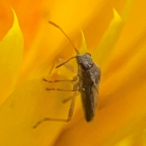 Miridae (family) at Dawson Street Gardens - 29 Feb 2024