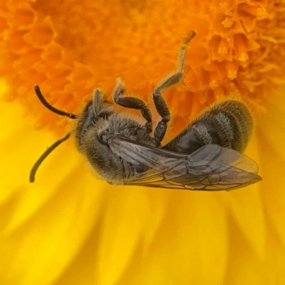 Lasioglossum (Chilalictus) lanarium (Halictid bee) at Dawson Street Gardens - 29 Feb 2024 by Hejor1