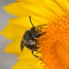 Lasioglossum (Chilalictus) lanarium at Dawson Street Gardens - 29 Feb 2024