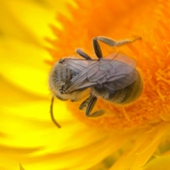 Lasioglossum (Chilalictus) lanarium at Dawson Street Gardens - 29 Feb 2024