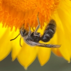 Lasioglossum (Chilalictus) lanarium at Dawson Street Gardens - 29 Feb 2024