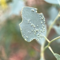 Unidentified Eucalyptus Gall at Dawson Street Gardens - 28 Feb 2024 by Hejor1