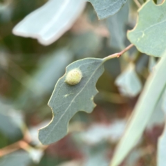 Unidentified Eucalyptus Gall at Dawson Street Gardens - 28 Feb 2024 by Hejor1