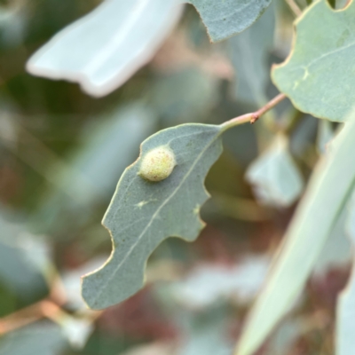 Unidentified Eucalyptus Gall at Curtin, ACT - 28 Feb 2024 by Hejor1