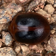 Dicranosterna immaculata (Acacia leaf beetle) at Dawson Street Gardens - 28 Feb 2024 by Hejor1