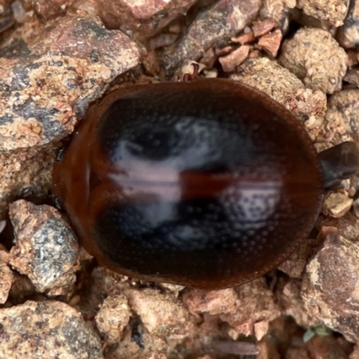 Dicranosterna immaculata (Acacia leaf beetle) at Dawson Street Gardens - 28 Feb 2024 by Hejor1