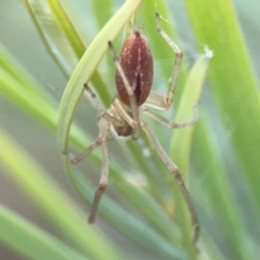 Cheiracanthium gracile (Slender sac spider) at Dawson Street Gardens - 28 Feb 2024 by Hejor1