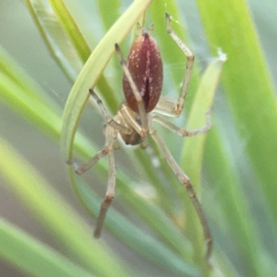Cheiracanthium gracile (Slender sac spider) at Dawson Street Gardens - 29 Feb 2024 by Hejor1