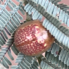 Paropsisterna decolorata at Dawson Street Gardens - 29 Feb 2024