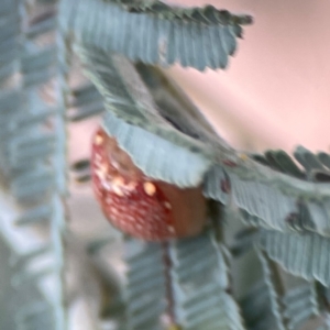 Paropsisterna decolorata at Dawson Street Gardens - 29 Feb 2024