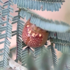 Paropsisterna decolorata at Dawson Street Gardens - 29 Feb 2024