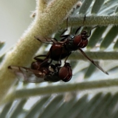 Pogonortalis doclea (Boatman fly) at Dawson Street Gardens - 28 Feb 2024 by Hejor1