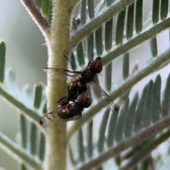 Pogonortalis doclea at Dawson Street Gardens - 29 Feb 2024 09:37 AM