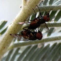 Pogonortalis doclea at Dawson Street Gardens - 29 Feb 2024 09:37 AM