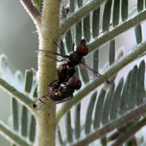 Pogonortalis doclea at Dawson Street Gardens - 29 Feb 2024 09:37 AM