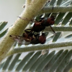 Pogonortalis doclea at Dawson Street Gardens - 29 Feb 2024 09:37 AM