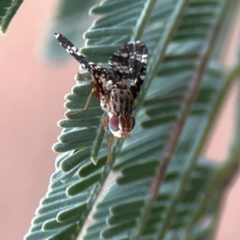 Austrotephritis fuscata (A fruit fly) at Dawson Street Gardens - 28 Feb 2024 by Hejor1