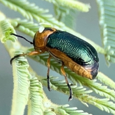 Aporocera (Aporocera) consors (A leaf beetle) at Dawson Street Gardens - 28 Feb 2024 by Hejor1