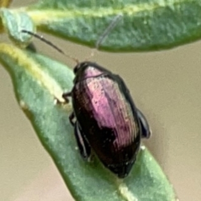 Arsipoda sp. (genus) (A flea beetle) at Dawson Street Gardens - 28 Feb 2024 by Hejor1