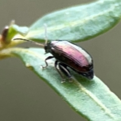 Arsipoda sp. (genus) at Dawson Street Gardens - 29 Feb 2024