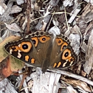 Junonia villida at Dawson Street Gardens - 29 Feb 2024