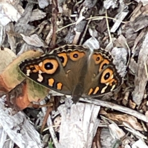 Junonia villida at Dawson Street Gardens - 29 Feb 2024