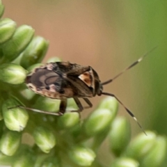 Sidnia kinbergi (Australian crop mirid) at Dawson Street Gardens - 28 Feb 2024 by Hejor1