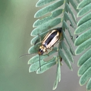 Monolepta froggatti at Dawson Street Gardens - 29 Feb 2024