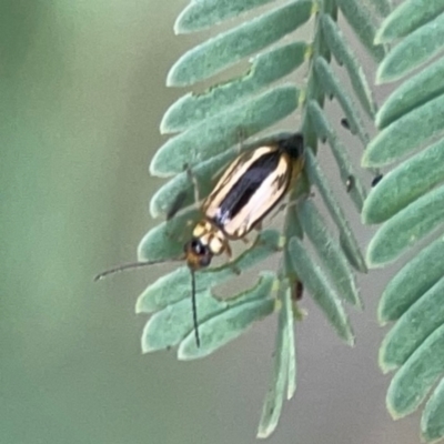Monolepta froggatti (Leaf beetle) at Dawson Street Gardens - 28 Feb 2024 by Hejor1