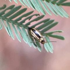 Monolepta froggatti at Dawson Street Gardens - 29 Feb 2024