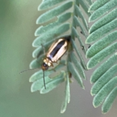 Monolepta froggatti at Dawson Street Gardens - 29 Feb 2024