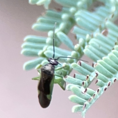 Rayieria sp. (genus) (Mirid plant bug) at Dawson Street Gardens - 29 Feb 2024 by Hejor1