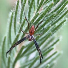 Araneinae (subfamily) at Dawson Street Gardens - 28 Feb 2024 by Hejor1