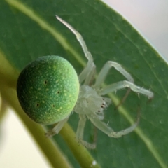 Araneus circulissparsus (species group) (Speckled Orb-weaver) at Dawson Street Gardens - 28 Feb 2024 by Hejor1