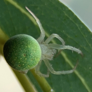 Araneus circulissparsus (species group) at Dawson Street Gardens - 29 Feb 2024