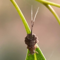 Fulgoroidea sp. (superfamily) (Unidentified fulgoroid planthopper) at Dawson Street Gardens - 28 Feb 2024 by Hejor1