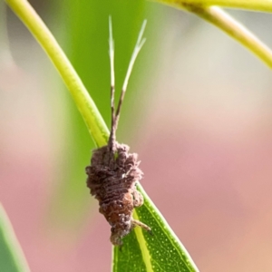 Fulgoroidea sp. (superfamily) at Dawson Street Gardens - 29 Feb 2024