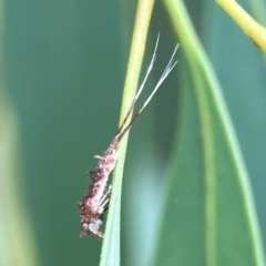 Fulgoroidea sp. (superfamily) at Dawson Street Gardens - 29 Feb 2024 09:05 AM