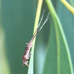 Fulgoroidea sp. (superfamily) at Dawson Street Gardens - 29 Feb 2024