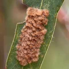 Lepidoptera unclassified IMMATURE (caterpillar or pupa or cocoon) at Dawson Street Gardens - 29 Feb 2024 by Hejor1