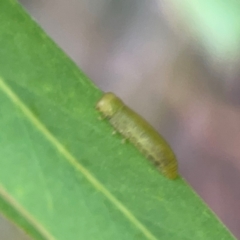 Coleoptera (order) immature at Dawson Street Gardens - 29 Feb 2024 09:01 AM