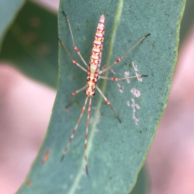 Rayieria sp. (genus) (Mirid plant bug) at Dawson Street Gardens - 29 Feb 2024 by Hejor1