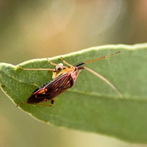 Miridae (family) at Dawson Street Gardens - 29 Feb 2024