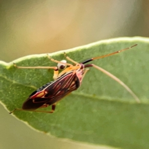 Miridae (family) at Dawson Street Gardens - 29 Feb 2024 08:59 AM